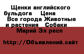 Щенки английского бульдога  › Цена ­ 60 000 - Все города Животные и растения » Собаки   . Марий Эл респ.